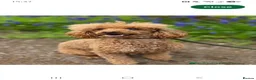 Sproodle dogs for sale: Beautiful Sproodle pups - Advert 8
