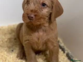 Hungarian Vizsla dogs Hungarian wirehaired vizsla- fully health tested - Advert 3