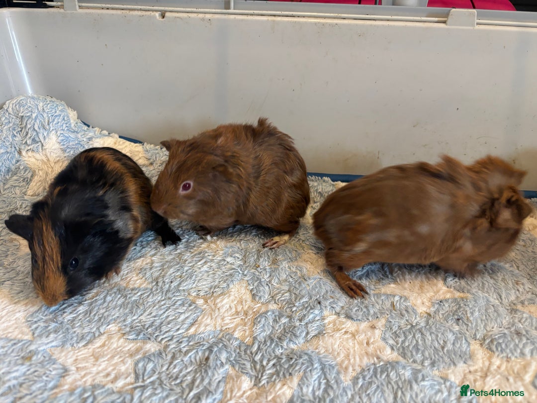 Guinea Pig rodents for sale: Baby Guinea pigs  - Image 4