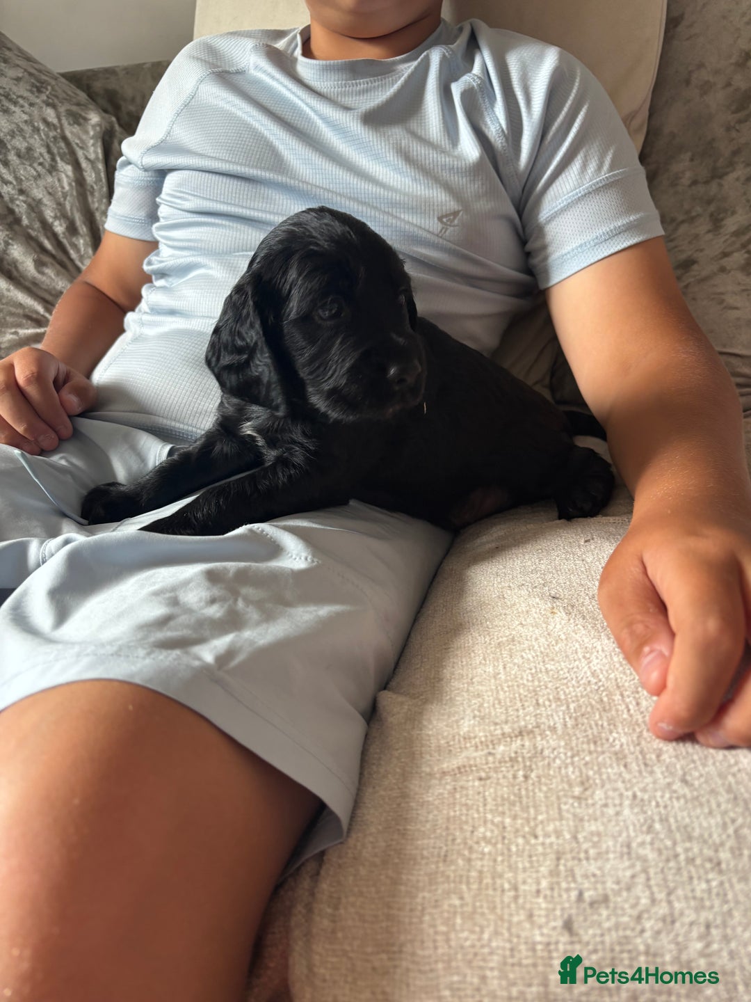 Cockapoo dogs for sale: 1 Cockapoo F1B Puppy left for sale  - Image 4