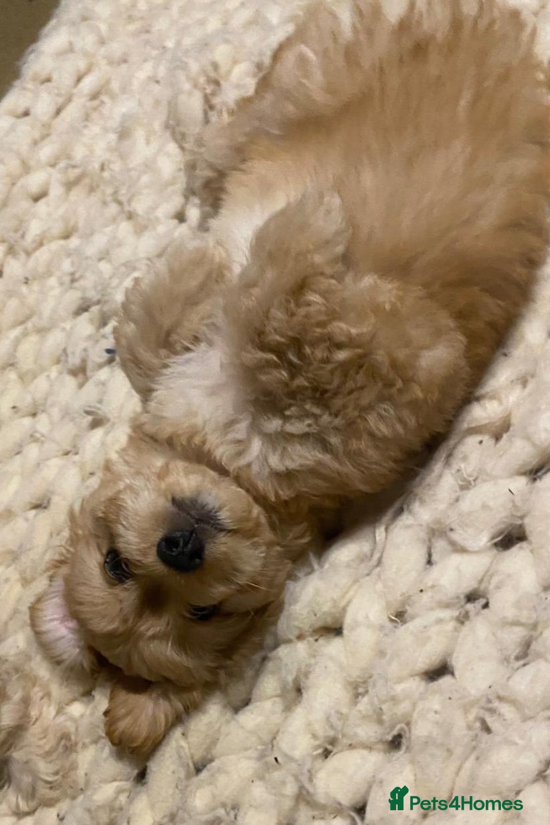 Mixed Breed dogs for sale: Toy Cockapoo puppies - Image 16