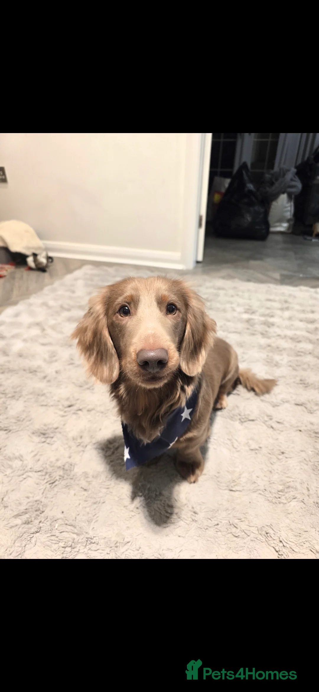 Dachshund dogs for sale: Gorgeous long haired male dachshund in Leeds - Advert 4