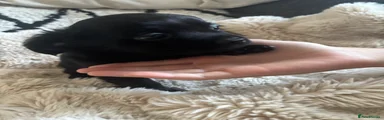 Chihuahua 2