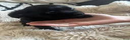 Chihuahua dogs for sale: Absolutely gorgeous chihuahua pups - Advert 17