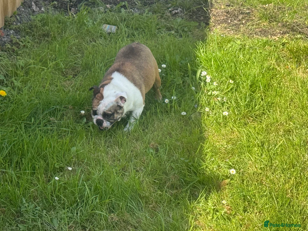 English Bulldog dogs for sale: Exceptional female Miniature English Bulldog - Advert 7