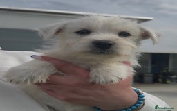 West Highland Terrier dogs for sale: West Highland Terrier pups Dad show bloodlines - Image 12