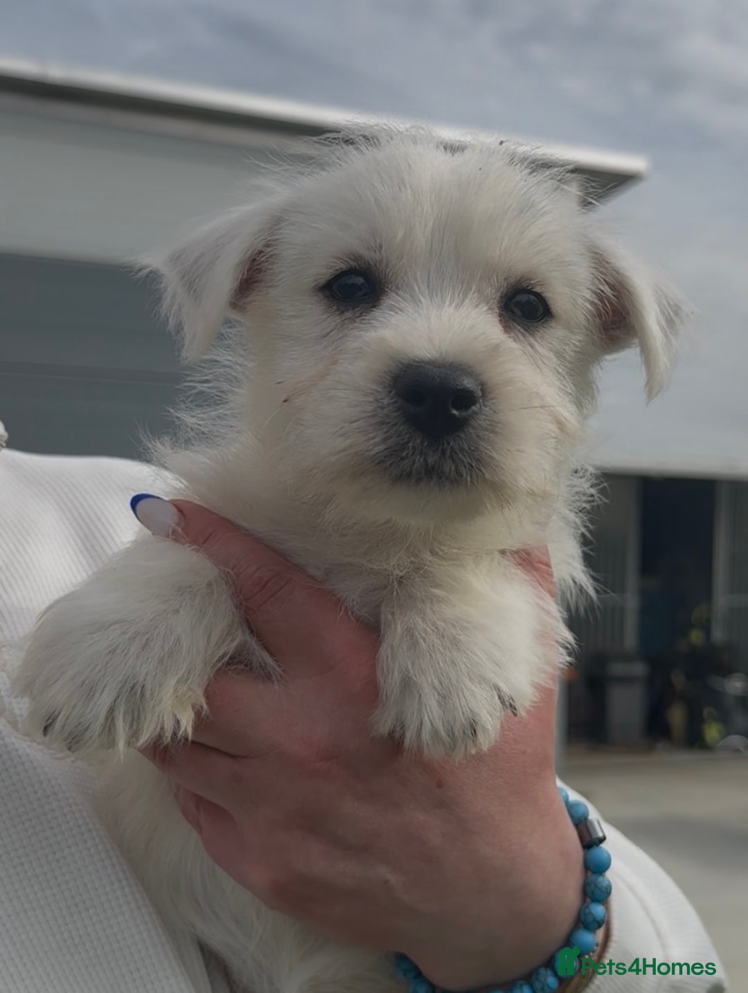 West Highland Terrier dogs for sale: West Highland Terrier pups Dad show bloodlines - Image 12