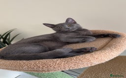 Mixed Breed cats for sale: Russian blue mix for rehome - Image 1