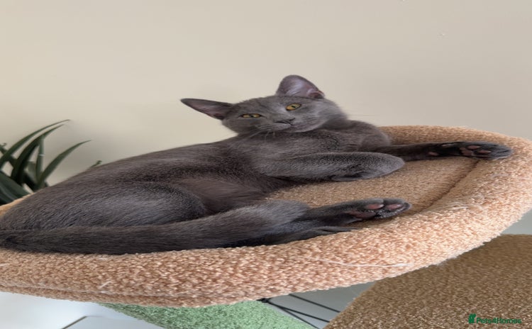 Mixed Breed cats - Advert 3