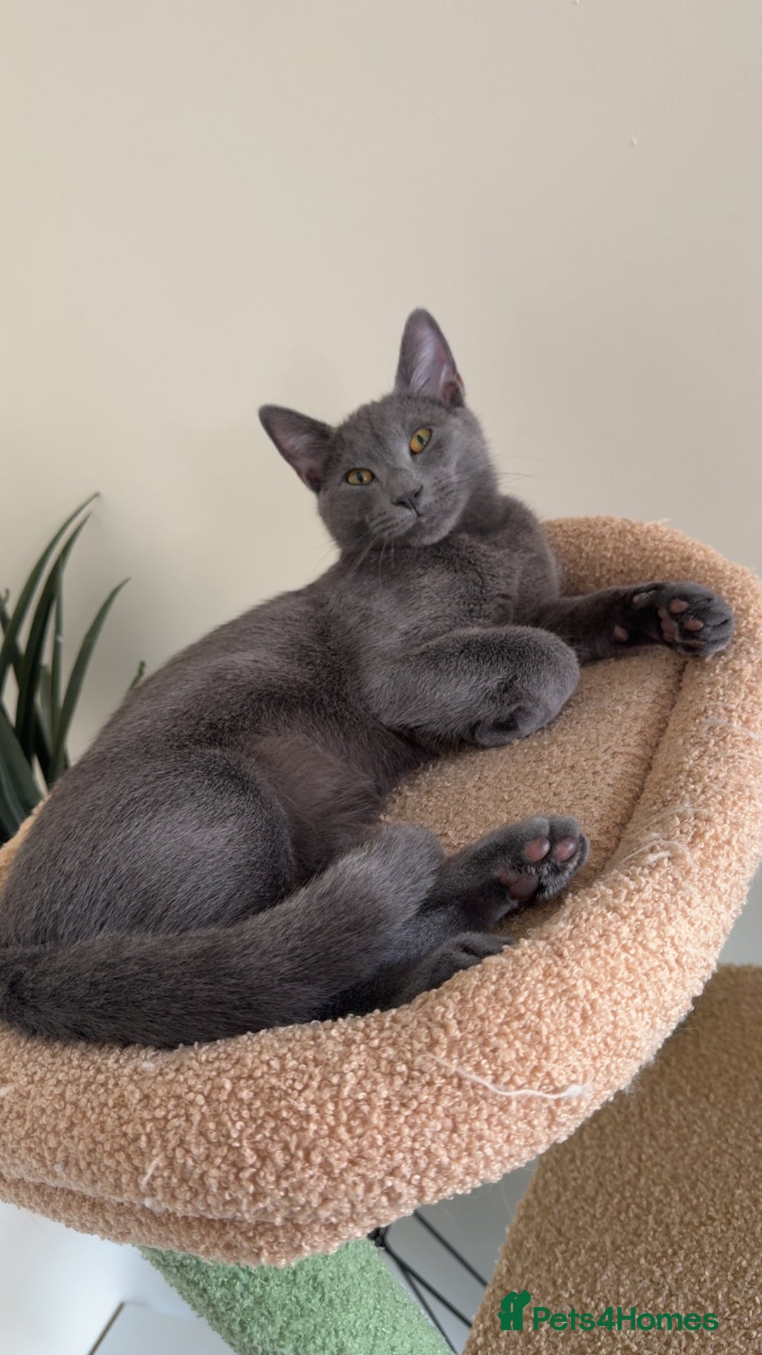 Mixed Breed cats for sale: Russian blue mix for rehome - Image 1