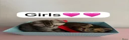 Scottish Fold cats for sale: Scottish Fold boys and girls ready to rehome  - Advert 6