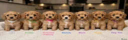 Cavapoo dogs for sale: Pedigree Cavapoo puppies health tested READY NOW - Advert 17