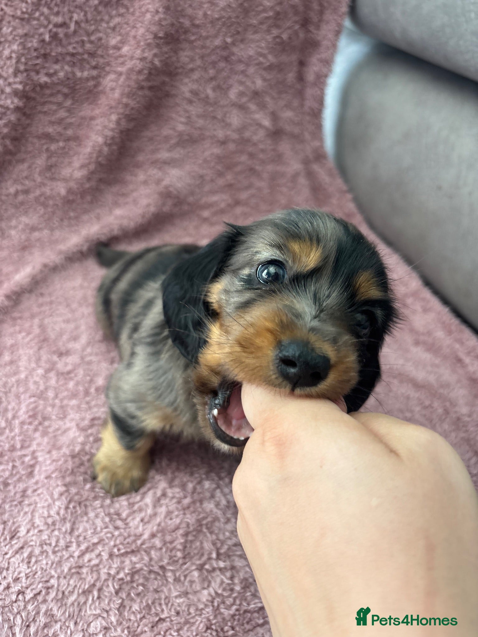 Miniature Dachshund dogs 1 boy & 3 female Miniature dachshund puppies  - Advert 1