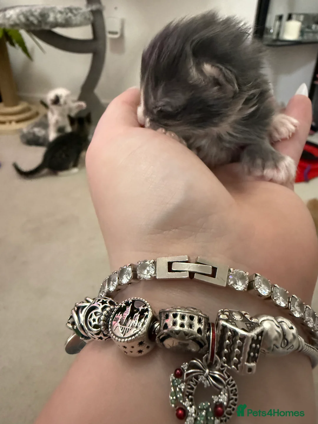 Maine Coon cats for sale: Polydactyl Maine Coon Kittens.  - Advert 6