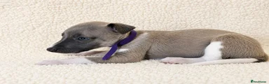 Whippet 8 purple collar 