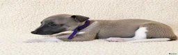 Whippet dogs for sale: Only 3 boys Quality pedigree whippet puppies left  - Advert 18