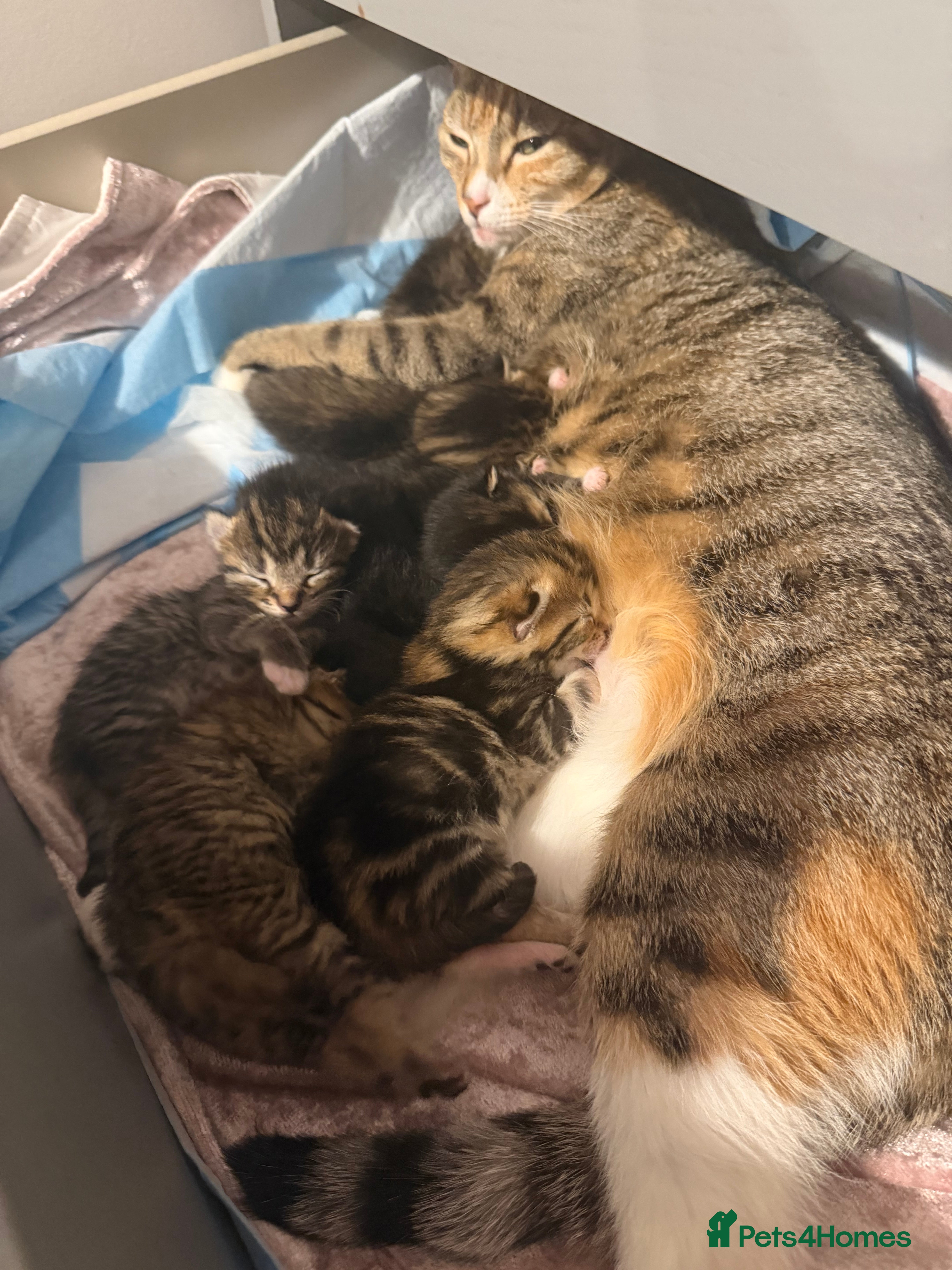 British Shorthair cats Gorgeous boy - Advert 2