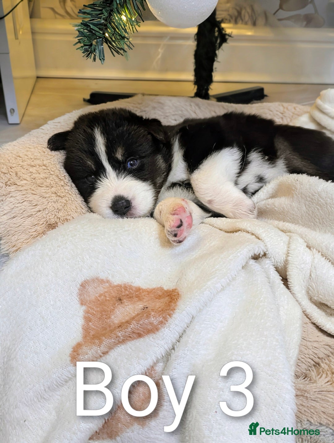 Siberian Husky dogs for sale: Stunning Siberian Husky Puppies for Sale 🐾 - Advert 3