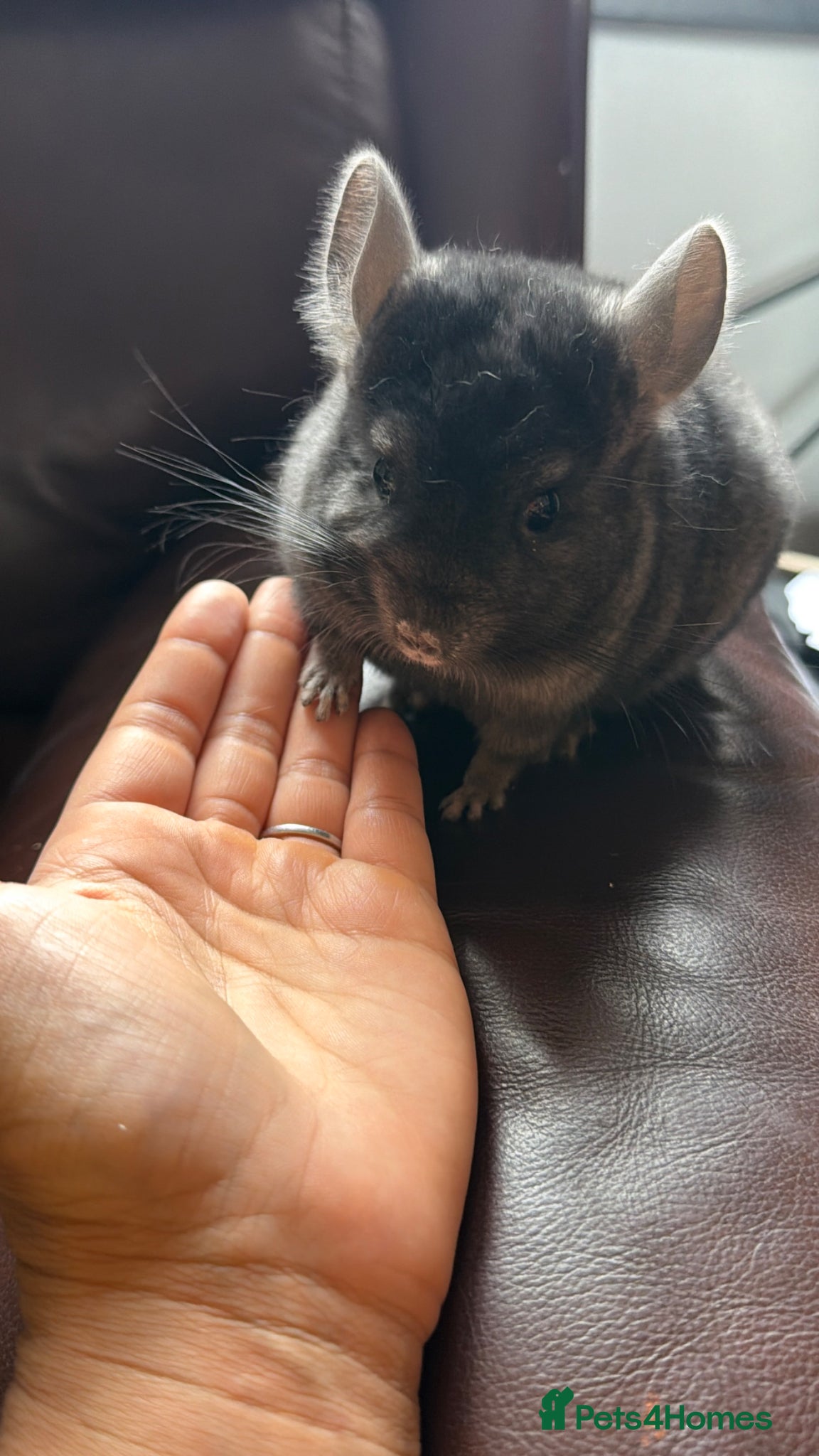 Chinchilla rodents 5 month old chinchilla for sale  - Advert 4