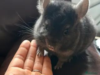 Chinchilla rodents 5 month old chinchilla for sale - Advert 4