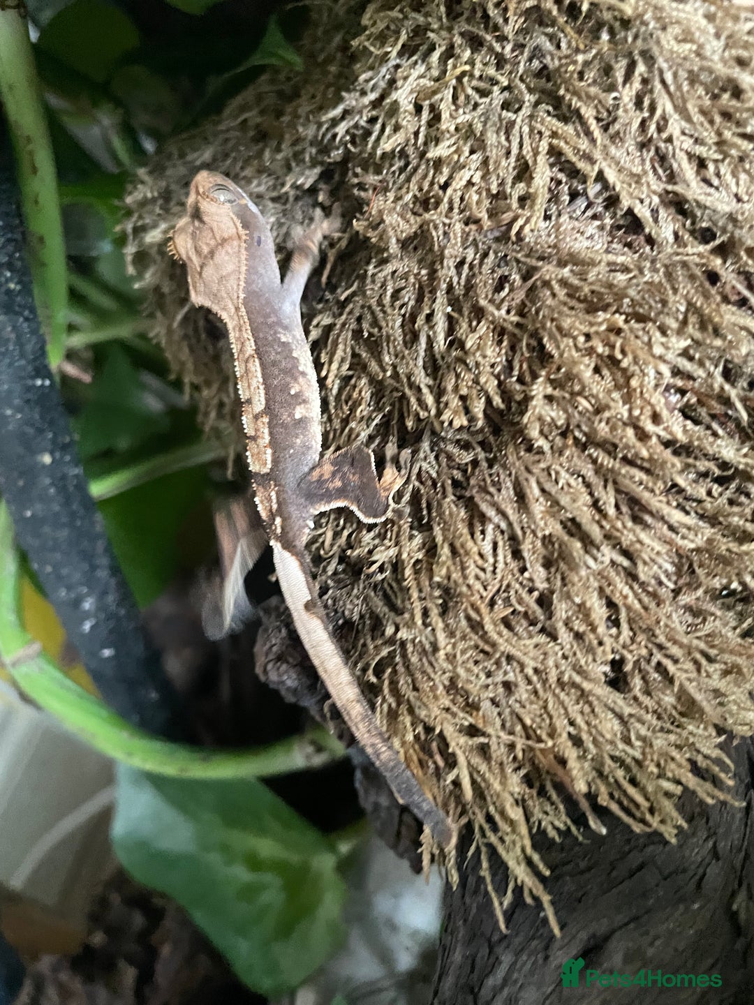 Gecko reptiles for sale: Crested gecko - Image 5