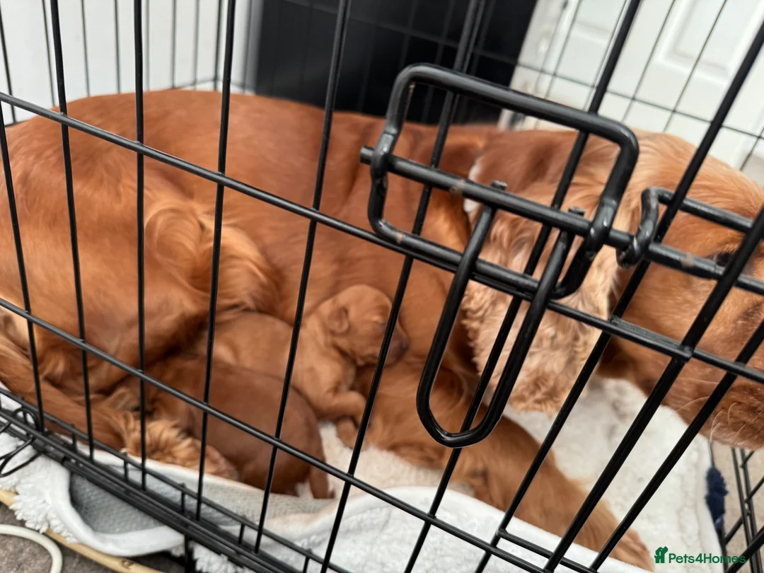 Cockapoo dogs for sale: gorgeous cockapoo pup in Cowbridge - Advert 1