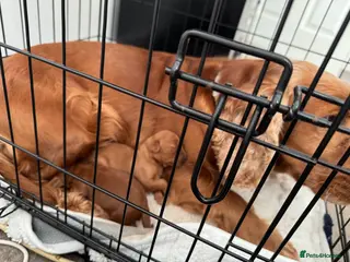 Cockapoo dogs gorgeous cockapoo pup in Cowbridge - Advert 1