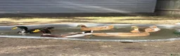 Ducks poultry for sale: X5 Indian runner ducklings  - Advert 2