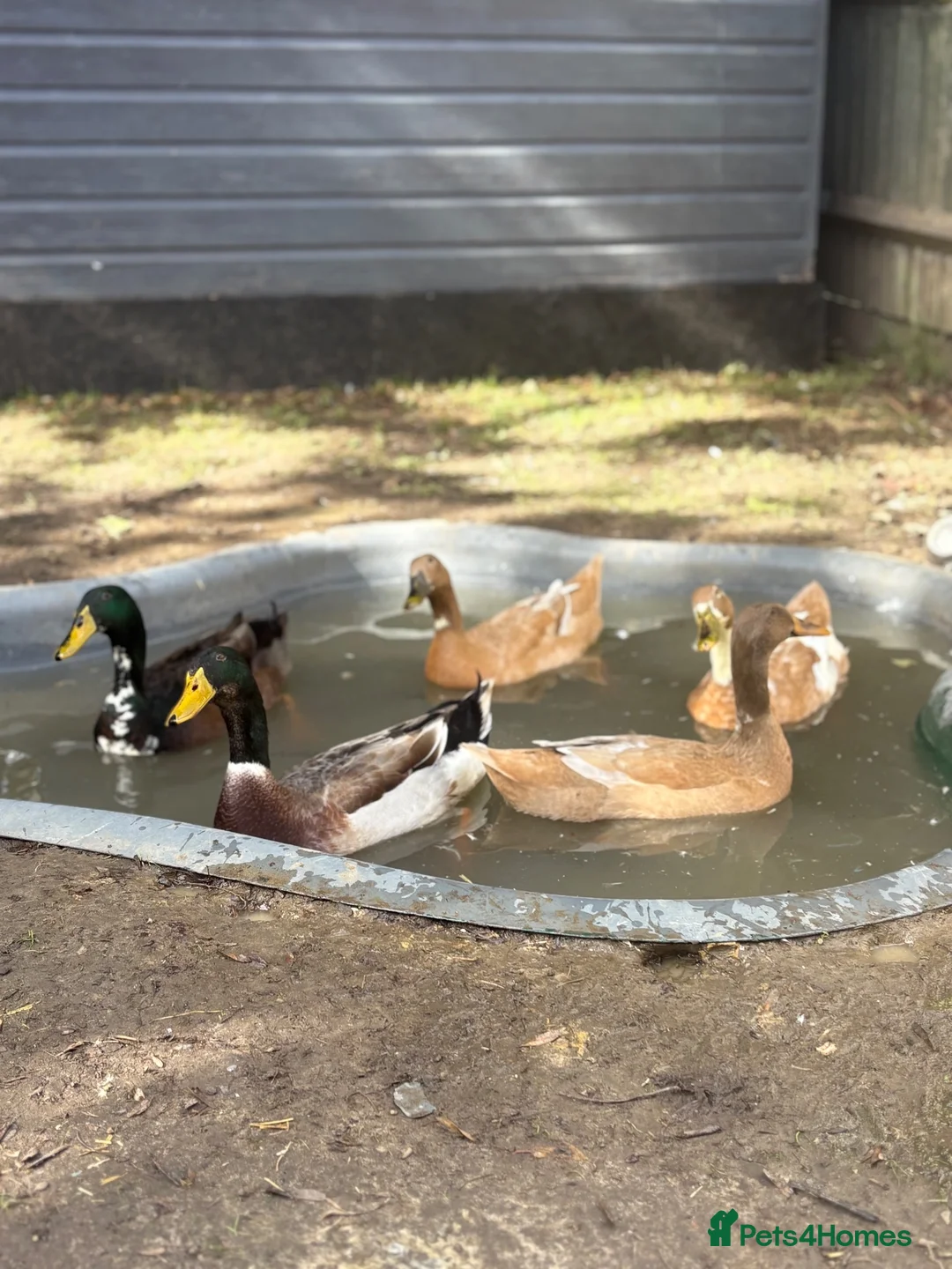 Ducks poultry for sale: X5 Indian runner ducklings  - Advert 2