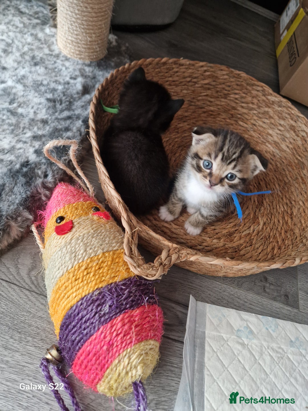 Scottish Fold cats for sale: Scotish fold/straight kittens  - Advert 28