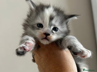 Maine Coon cats 2 stunning girls 1 polydactyl - Advert 5