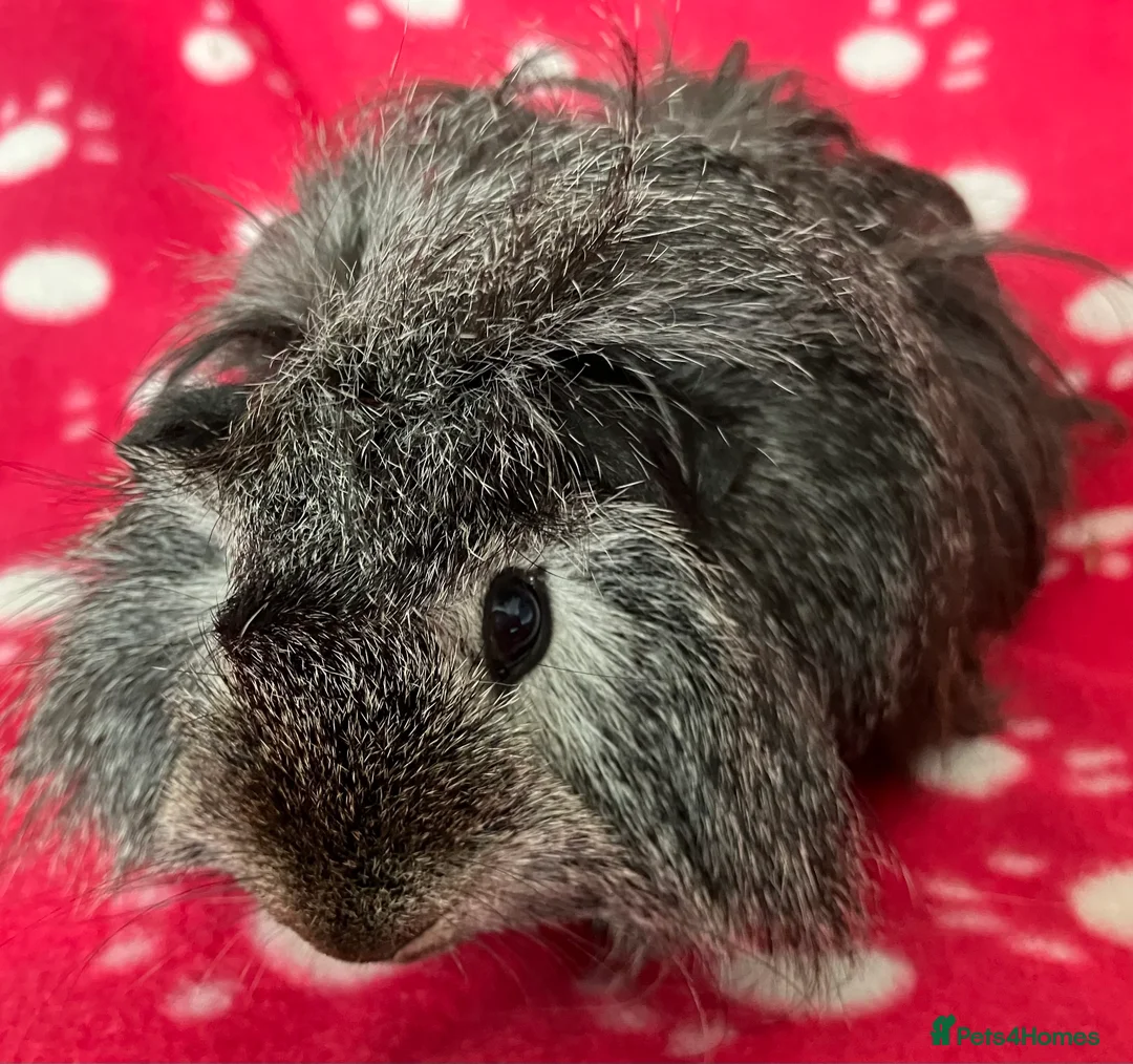 Guinea Pig rodents for sale: Boar and Son pair - Advert 4