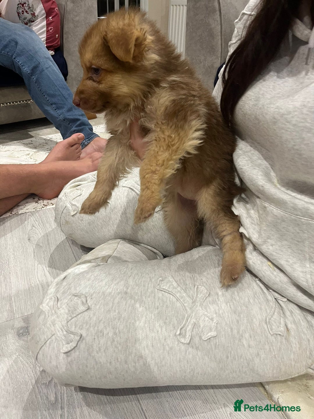 German Shepherd dogs for sale: Working KC GSD German shepherd puppies  - Advert 7