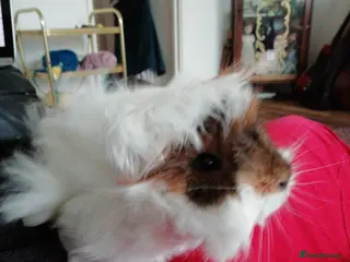 Guinea Pig rodents Baby Peruvian/Cross Guinea Pigs Looking for a Home - Advert 19