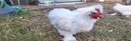 Chickens poultry for sale: Porcelain Pekin Banties Cockerels - Advert 6