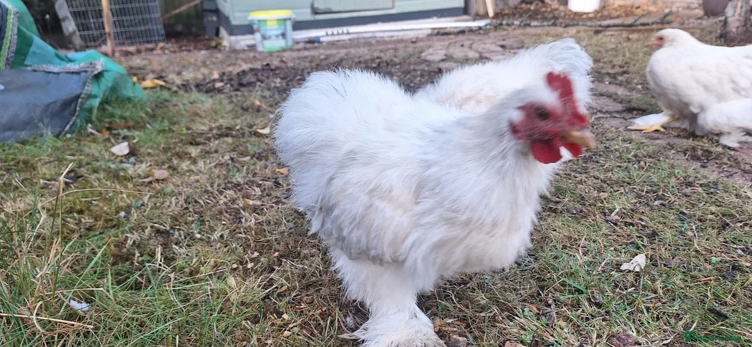 Chickens poultry for sale: Porcelain Pekin Banties Cockerels - Advert 6