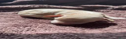 Cockapoo dogs for sale: Beautiful F1 cockapoo puppies - Advert 14