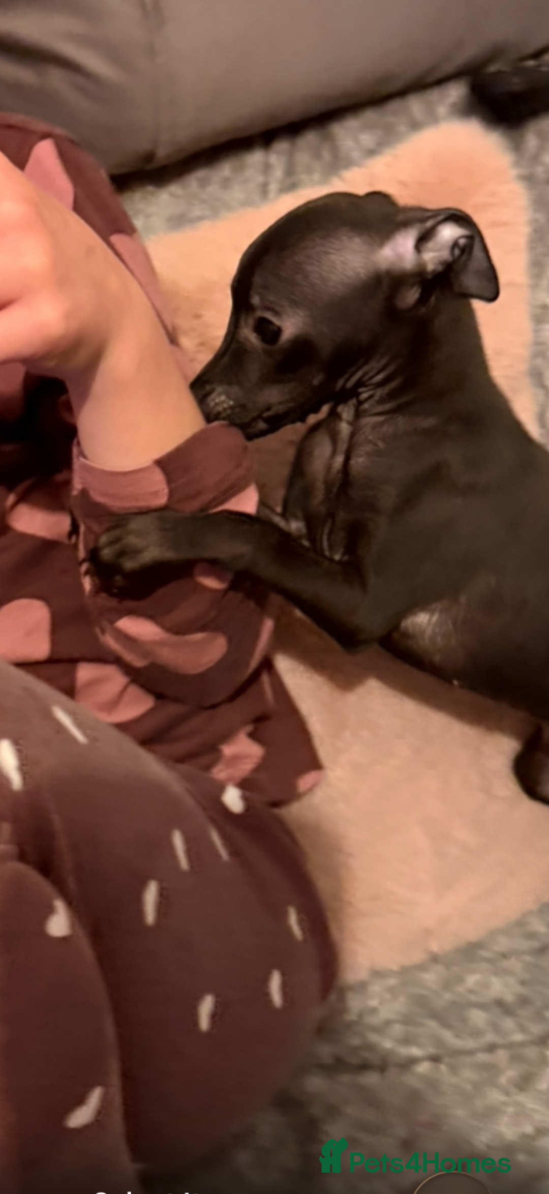 Italian Greyhound dogs for sale: KC registered Italian puppy’s  - Advert 9