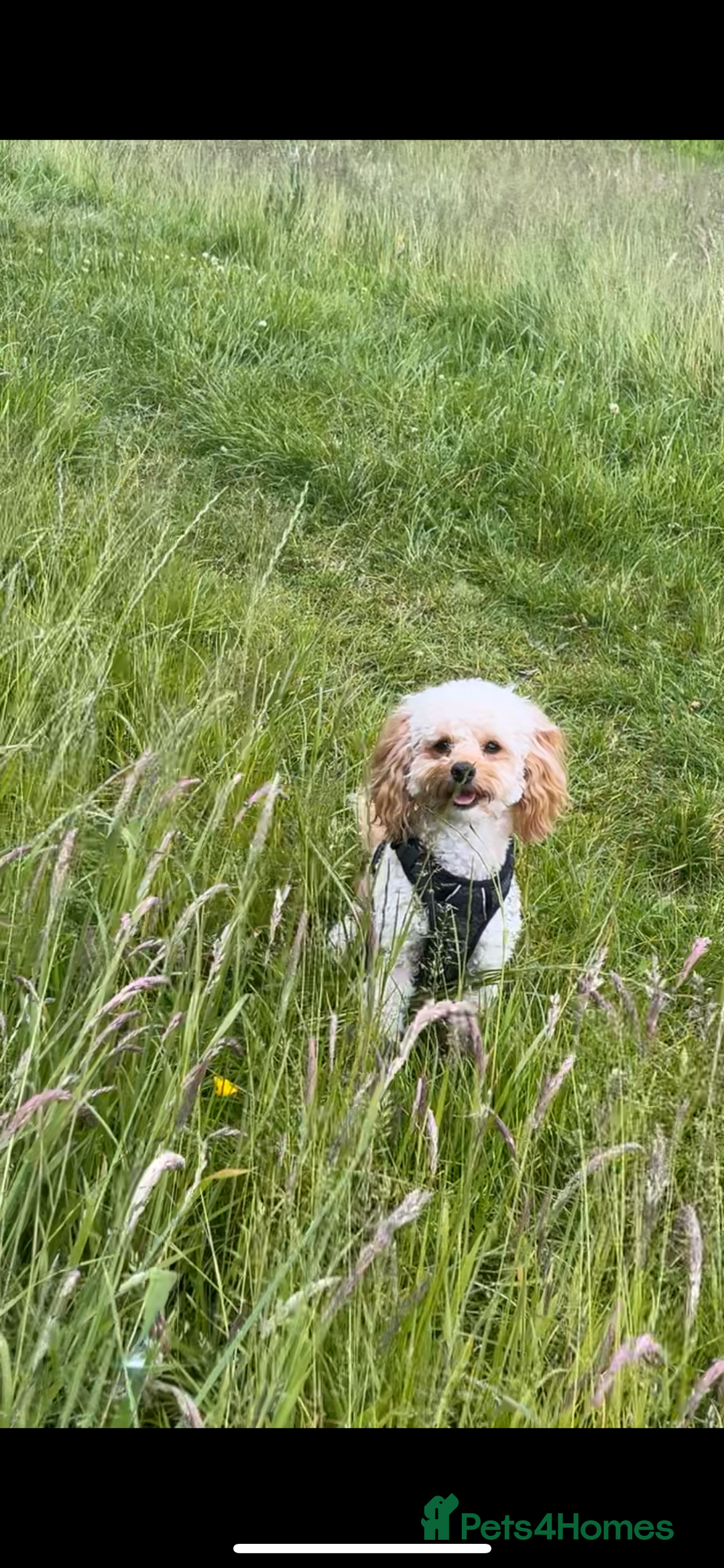 Cavapoo dogs for stud: Meet Alfie. A cavapoo looking for a mate - Advert 2
