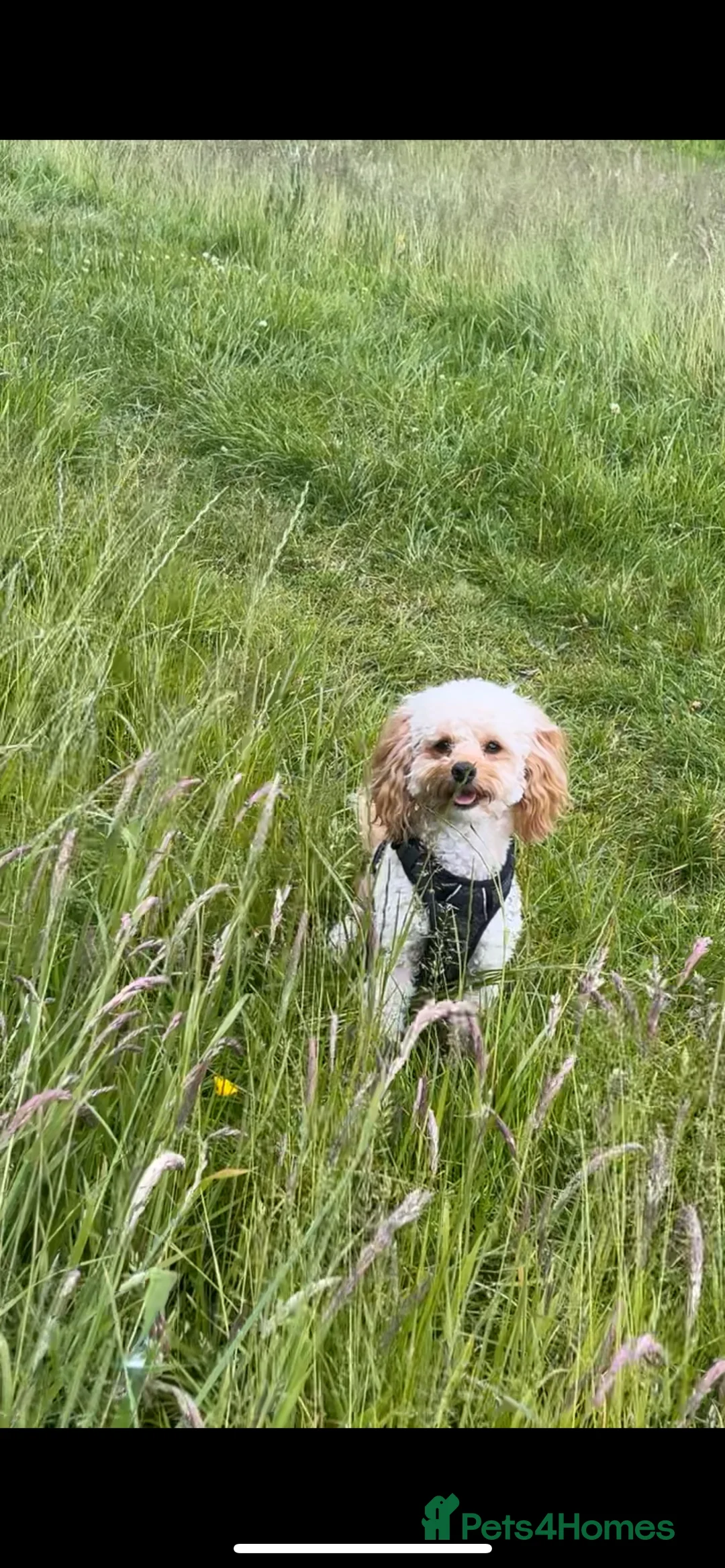 Cavapoo dogs for stud: Meet Alfie. A cavapoo looking for a mate - Advert 2
