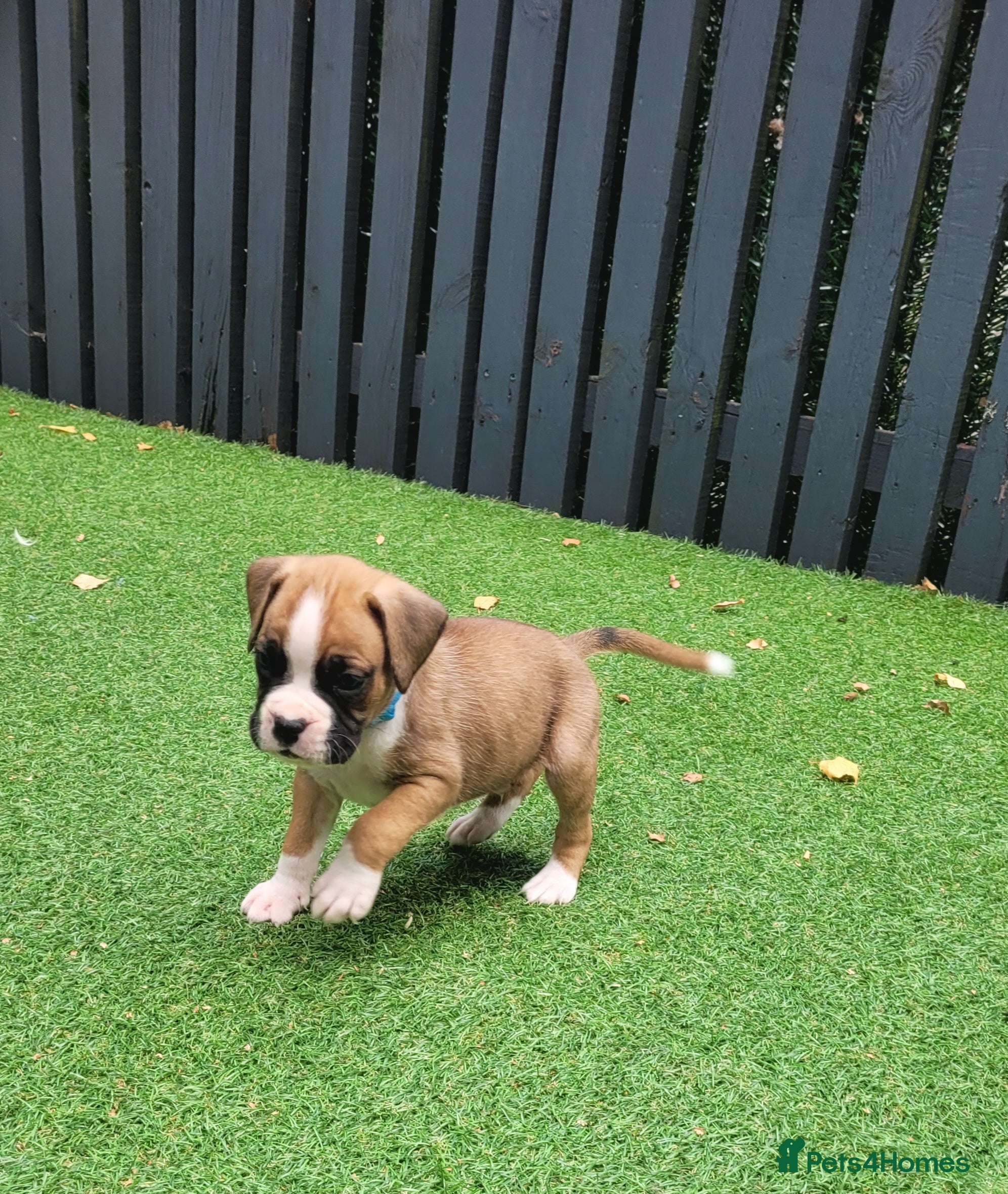 Boxer dogs 💥 KC Reg Boxer Puppies 💥 - Advert 2