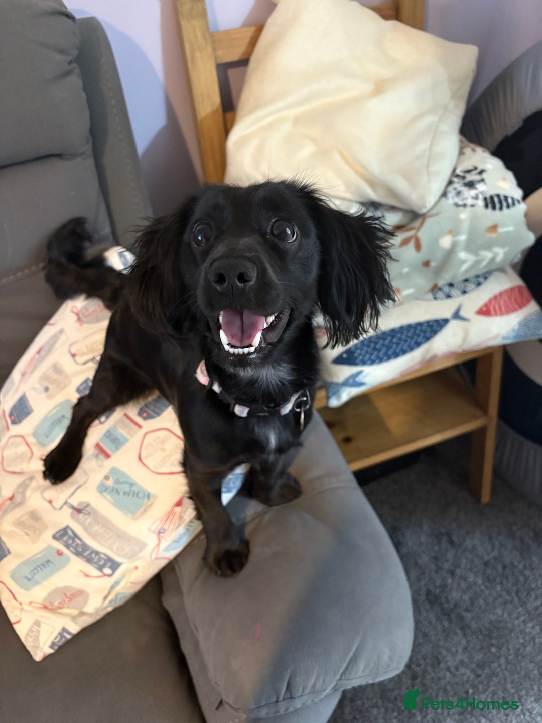 Mixed Breed dogs for sale: 1 year old female working cocker X terrier - Image 2