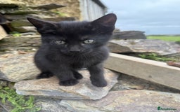 Mixed Breed cats for sale: 6 kittens for sale - Image 7