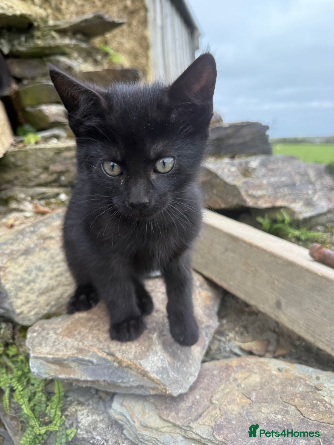 Mixed Breed cats for sale: 6 kittens for sale - Image 7