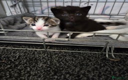 Mixed Breed cats for sale: Two beautiful girls. Ready to leave Saturday  - Image 13