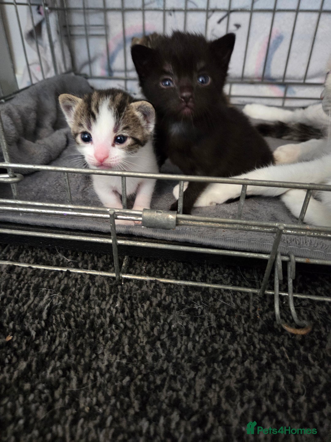 Mixed Breed cats for sale: Two beautiful girls. Ready to leave Saturday  - Image 13