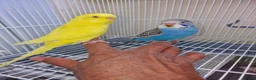 Budgerigars birds for sale: Super silly hand tamed baby budgies  - Advert 15