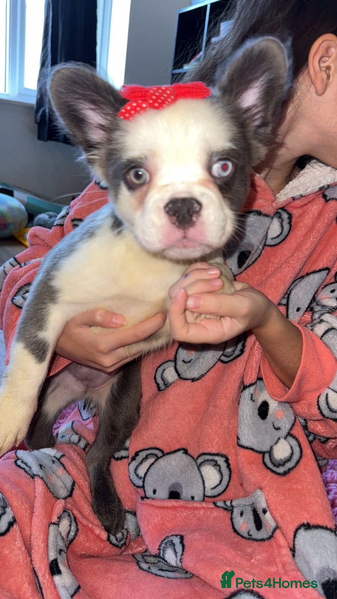 French Bulldog dogs for sale: Fluffy husky frenchie reduced! ready to leave  - Advert 3