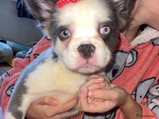 French Bulldog dogs Fluffy husky frenchie reduced! ready to leave - Advert 2