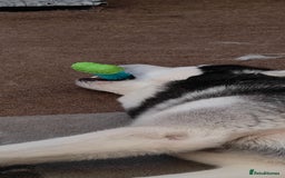 Siberian Husky dogs for sale: Loving 2-Year Old Husky Looking for a Forever Home - Image 6